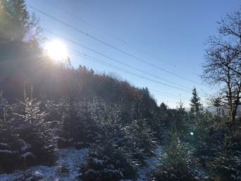 Ein Bild, das draußen, Himmel, Baum, Winter enthält.
Automatisch generierte Beschreibung