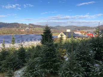 Ein Bild, das draußen, Himmel, Wolke, Pflanze enthält.
Automatisch generierte Beschreibung